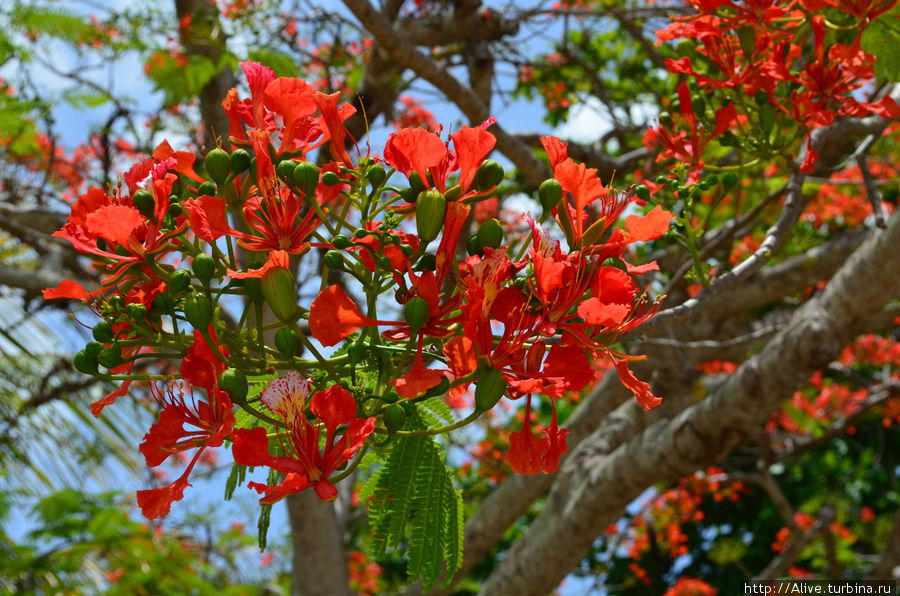 Цветочная радость с Карибов Кабо-Рохо, Пуэрто-Рико
