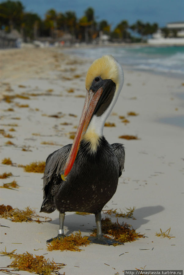 Пеликан по имени Панчо Остров Кайо-Коко, Куба