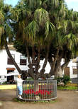 Кандилябровая пальма.  Икод де лос Винос.