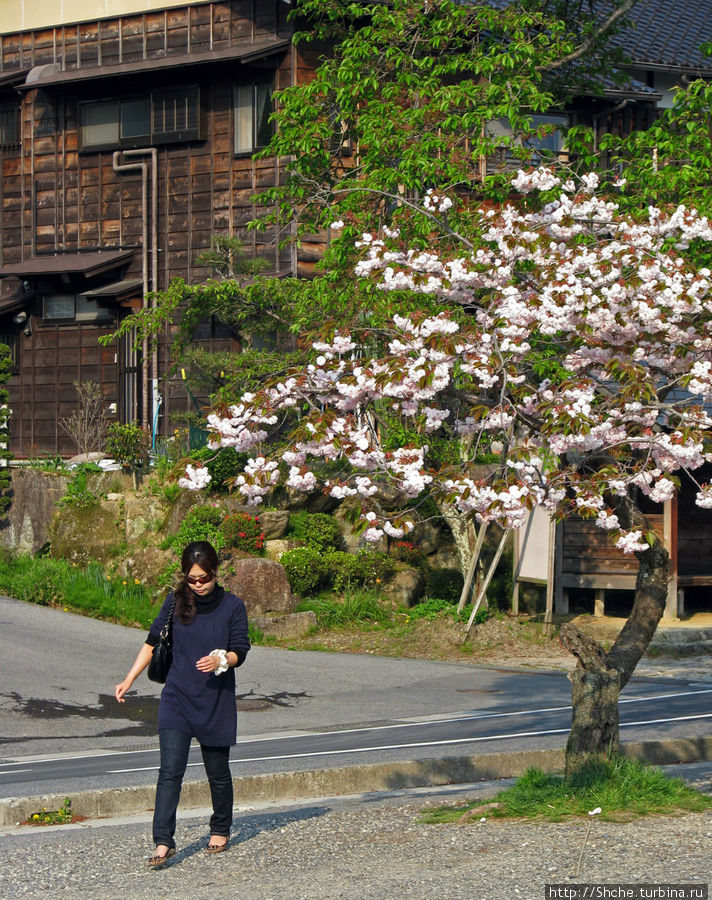 Немного изменив маршрут, повстречали цветущую сакуру Накацугава, Япония