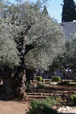 Гефсиманский сад. Здесь растут восемь очень древних олив, возраст которых, по некоторым данным, превышает 2000 лет.