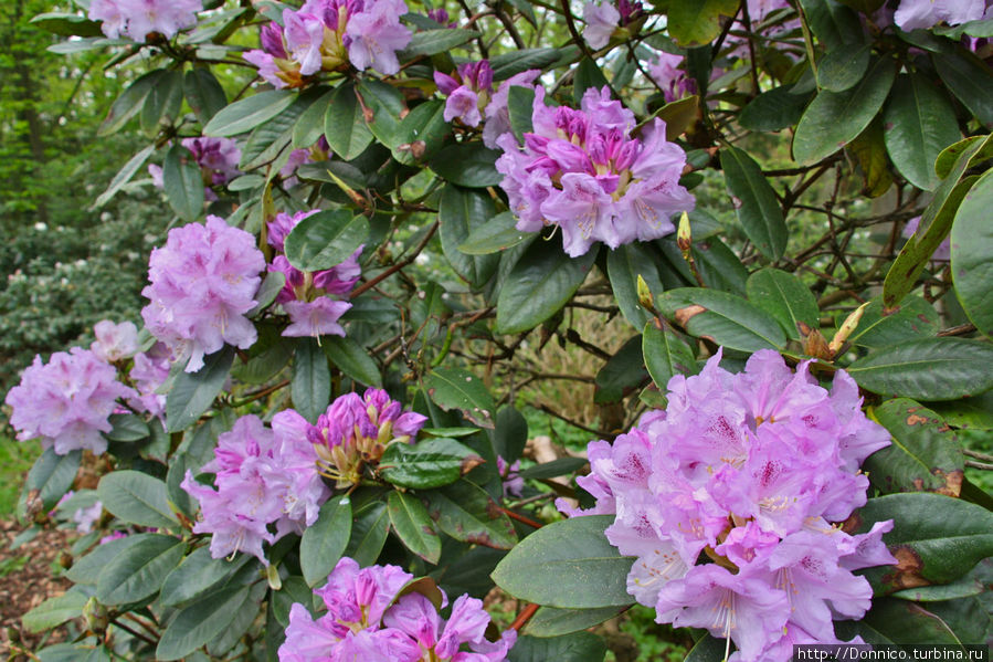 Рододенбремен! Бремен, Германия Рододенбремен! Бремен, Германия