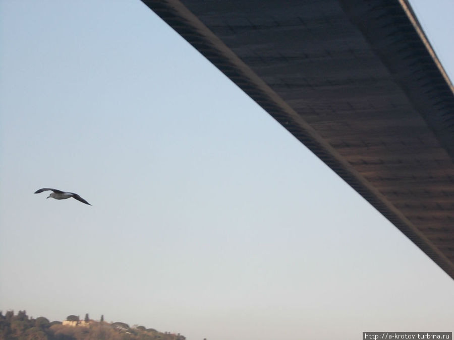 Редкая птица... долетела... до середины... Стамбул, Турция