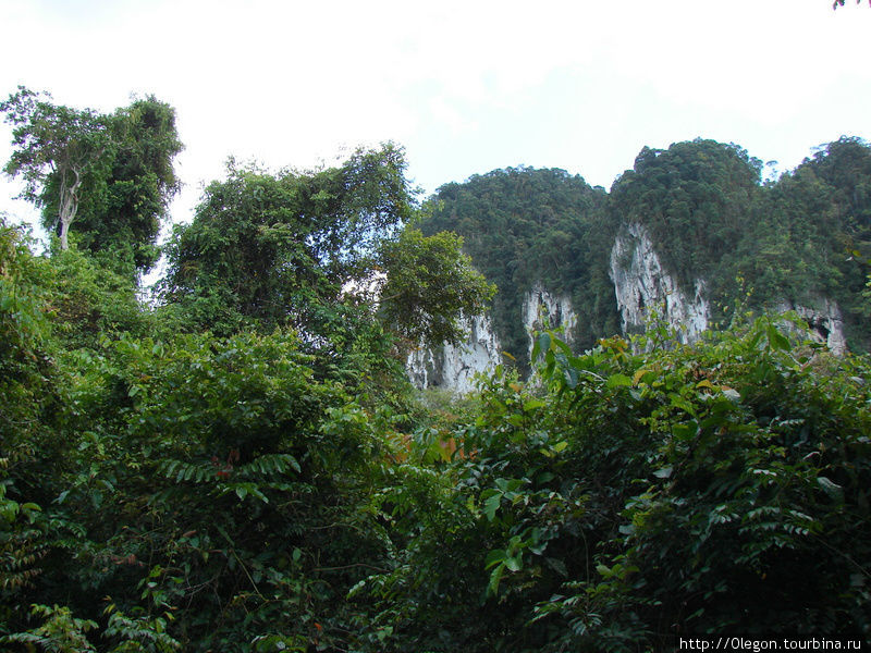 Высоченные тропические деревья закрывают собой известняковые скалы Мири, Малайзия
