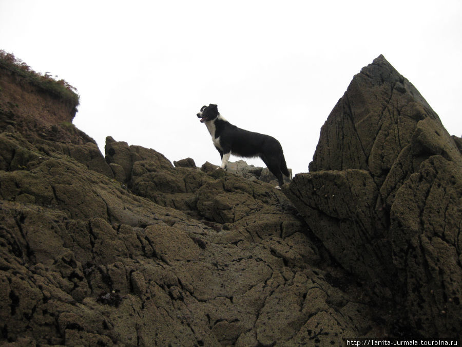 Border Collie. Горная пастушья собака. Дингл, Ирландия
