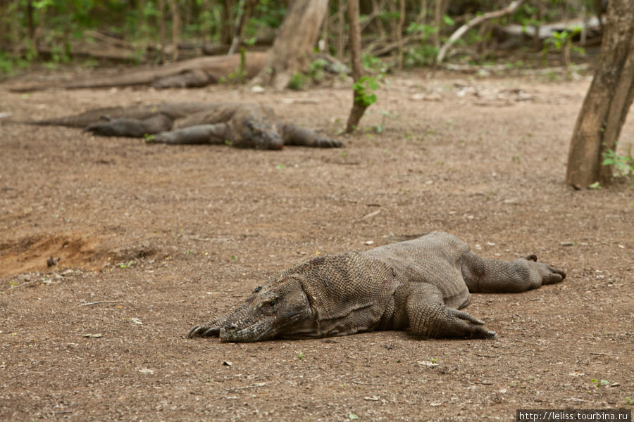 Году Дракона посвящается Комодо Национальный Парк, Индонезия