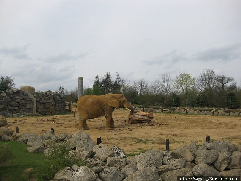 Один из лучших зоопарков  мира в Колчестере, Эссекс Колчестер, Великобритания