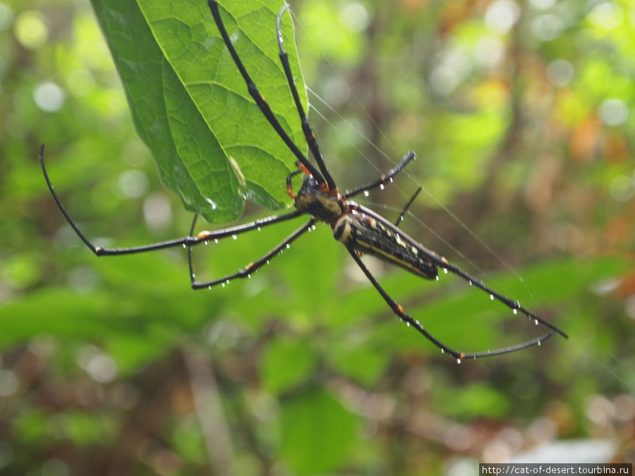 Этих огромных пауков там много Остров Чанг, Таиланд