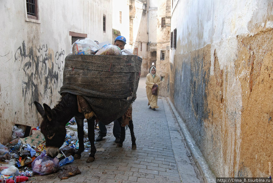 Ослик-мусоровоз. Пока мужчина грузит мусор, а осел тем временем подъедает «вкусняшки». Фес, Марокко