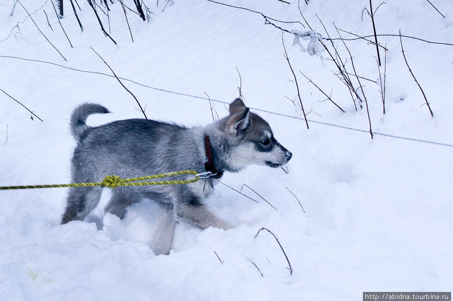 2-месячные щенок, отданный на растерзание детворе Нурмес, Финляндия