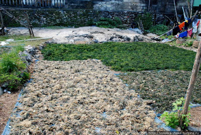 Одни водоросли в сетке — не так уж плохо... Клунгкунг, Индонезия