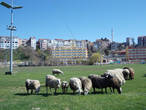 Овцы пасутся на фоне отелей и строений Шиле