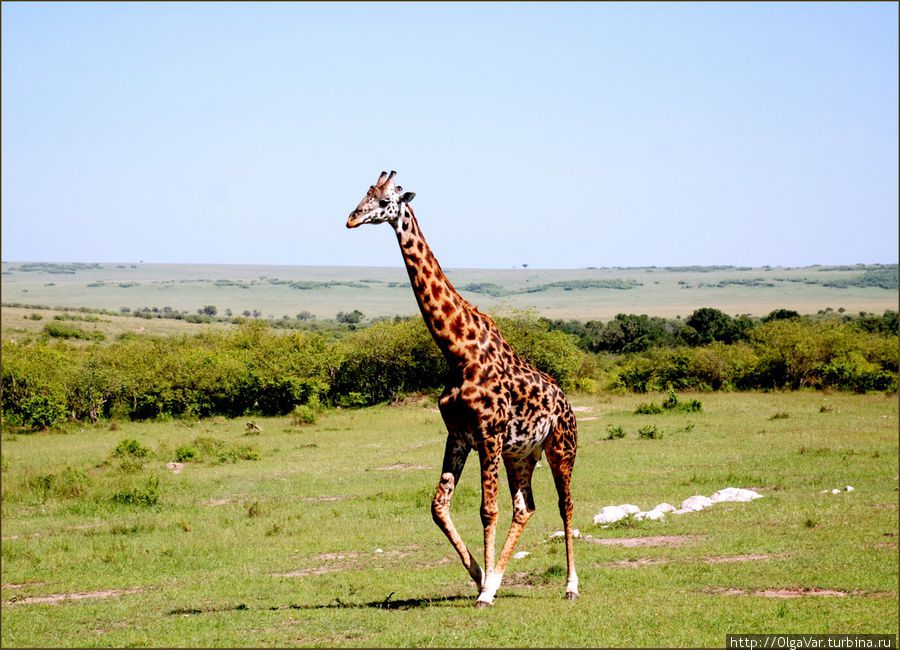 Жираф в поисках любимого дерева Масаи-Мара Национальный Парк, Кения