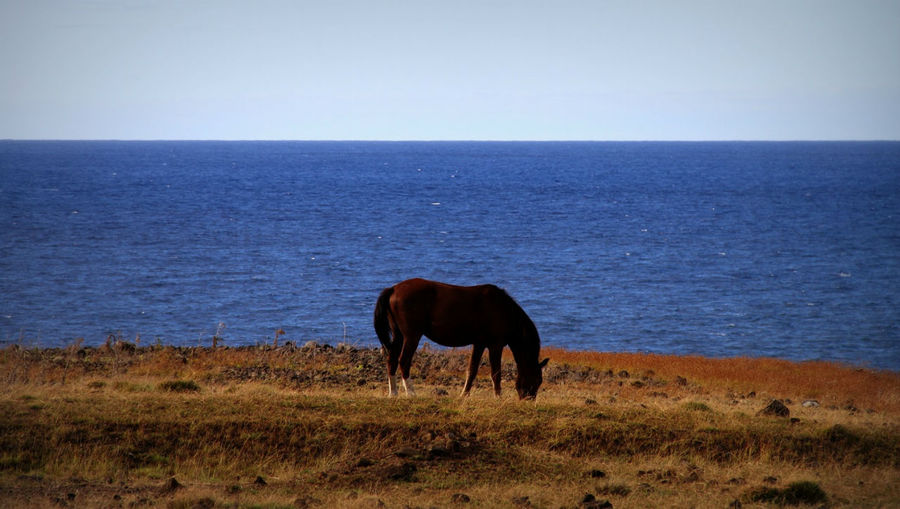 Живая достопримечательность острова Пасхи Остров Пасхи, Чили