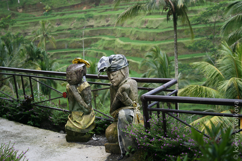 Рисовые террасы Тегалонг Бали, Индонезия