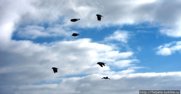 полет птиц -это медитация ветра Гакково, Россия