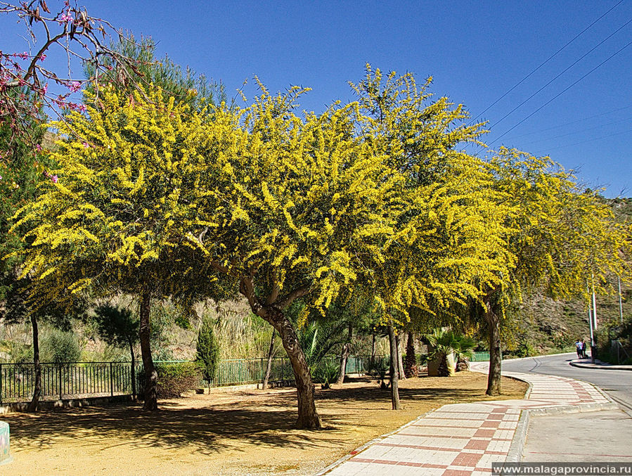 Отойдя от первого шока — следующий. ДЕРЕВО мимозы Отойдя от первого шока — следующий. ДЕРЕВО мимозы