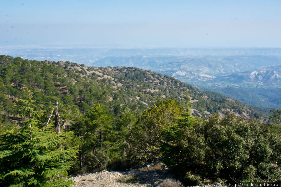 Вечно-зеленый горный Кипр Горы Троодос, Кипр