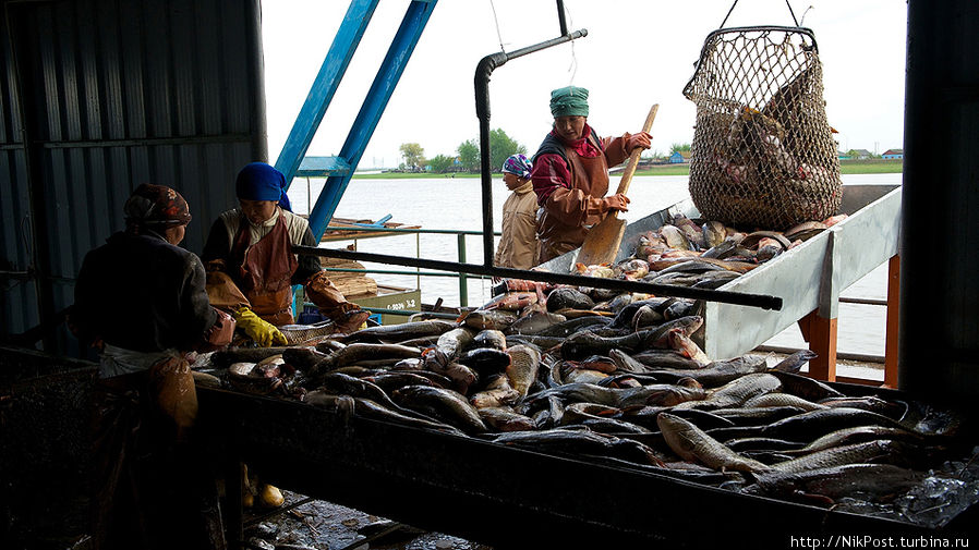 Рыбозавод – сюда на баржах доставляется улов от рыбацких бригад, разбросанных по разным уголкам дельты Атырауская область, Казахстан