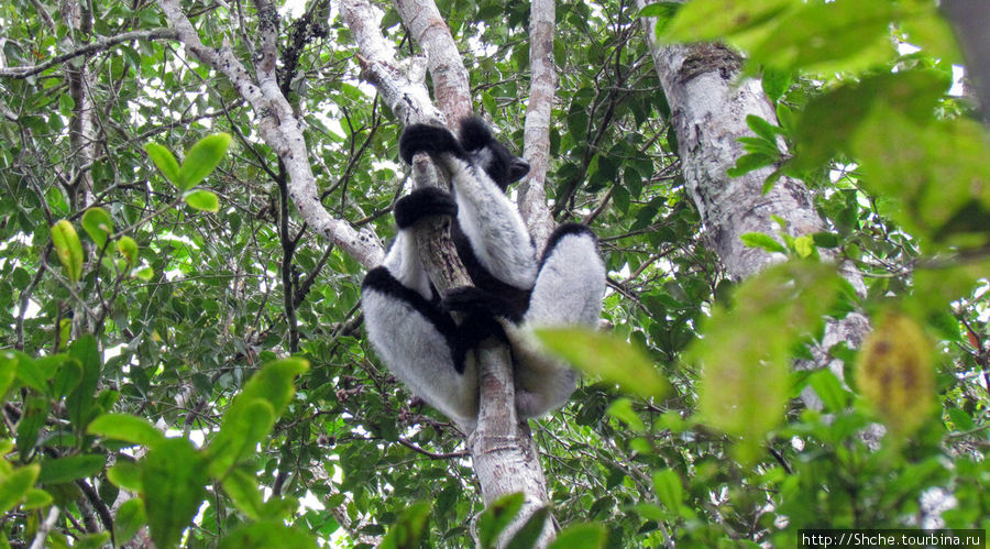 А вот и индри — в контексте нашей темы, тоже часть природы Андасибе-Мантадиа Национальный Парк, Мадагаскар