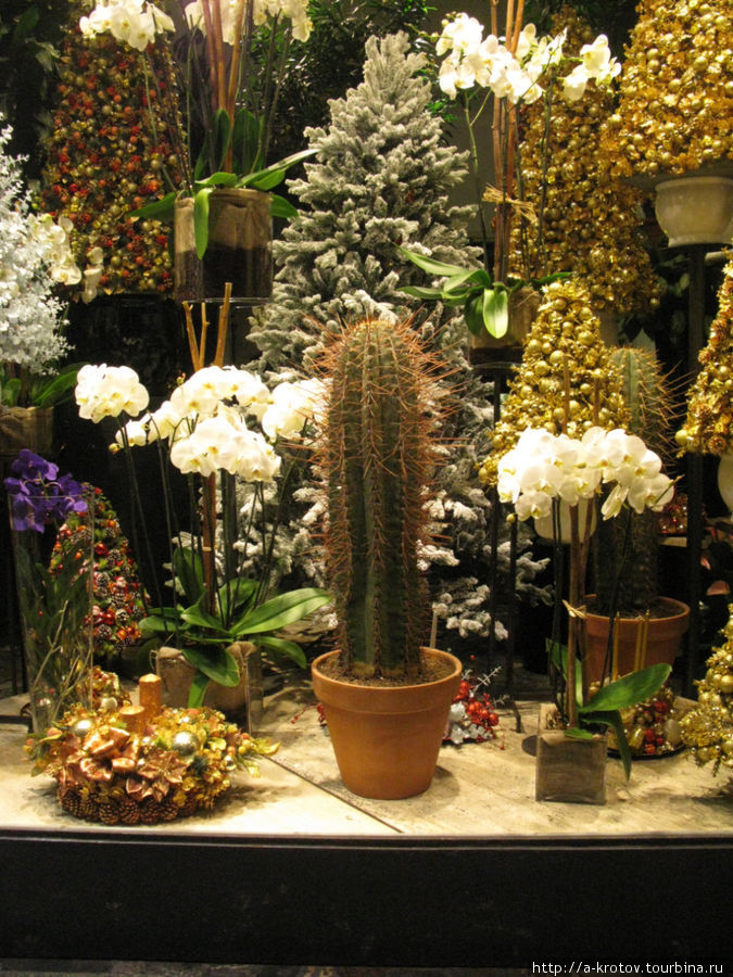 магазин кактусов Милан, Италия
