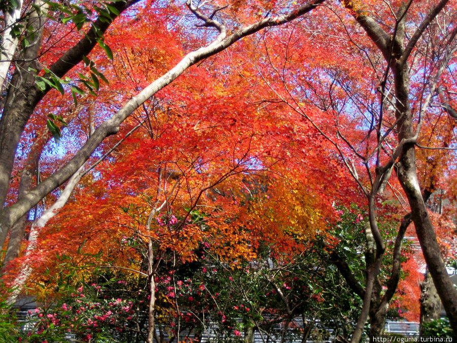 Последующие фото сделаны через несколько дней, когда ночные заморозки заставили клёны сбросить листву Инуяма, Япония