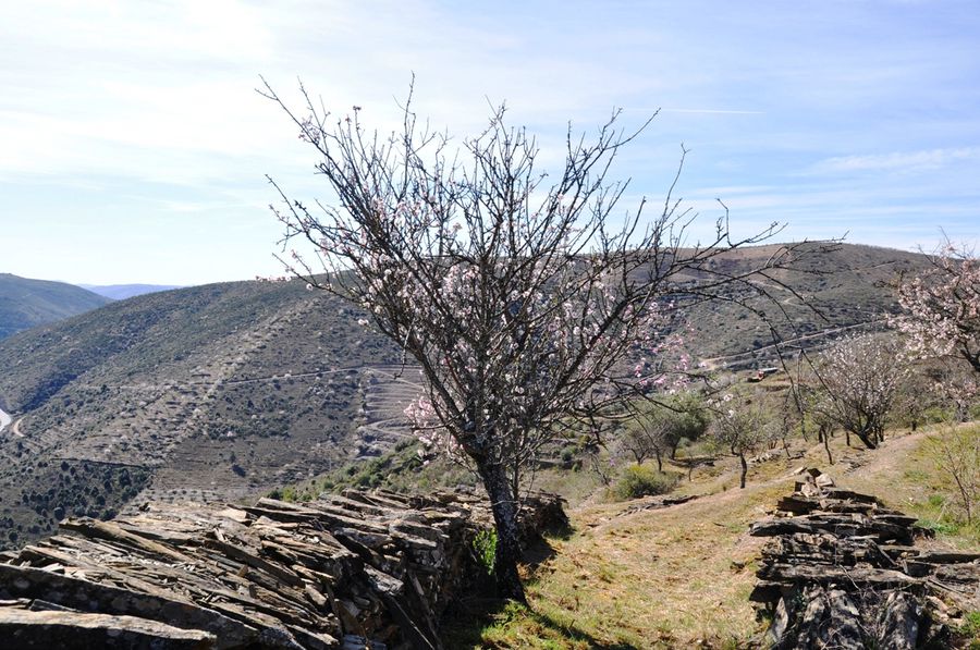 Туда, где цветет миндаль Интернасиональ-Дору Природный Парк, Португалия