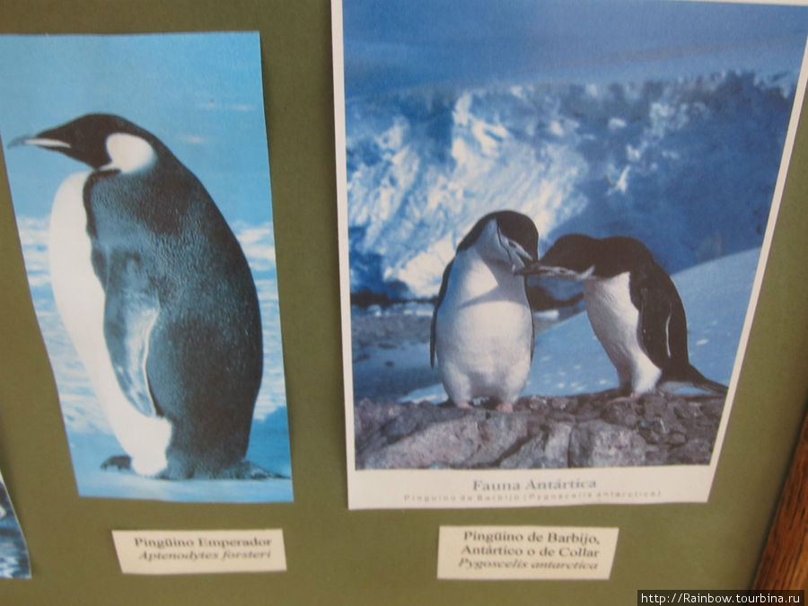 А это другие виды пингвинов, эти в заповеднике Лагуна Отвей не живут. Например на левой фотографии — это пингвин императорский, живет в Антарктиде. Такими и представляет пингвинов большинство из нас. Лагуна-Отвей, Чили