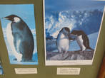 А это другие виды пингвинов, эти в заповеднике Лагуна Отвей не живут. Например на левой фотографии — это пингвин императорский, живет в Антарктиде. Такими и представляет пингвинов большинство из нас.