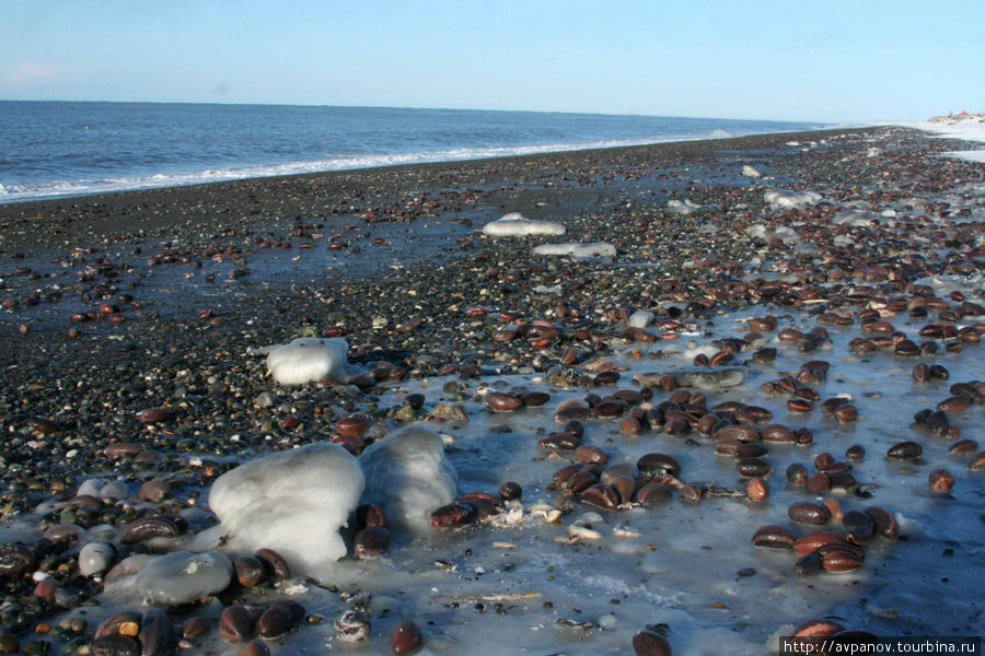 Побережье Охотского моря (на берег выброшено много морских организмов) Петропавловск-Камчатский, Россия