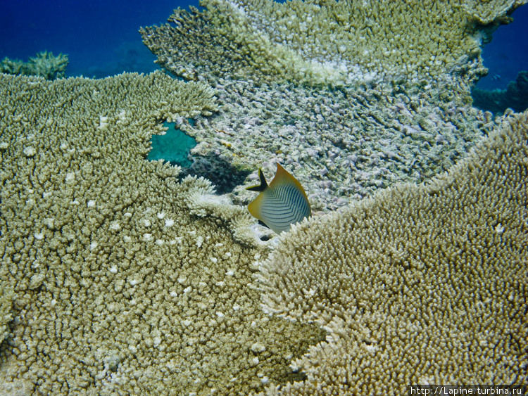 Шевронная рыба-бабочка (Chaetodon trifascialis) Южный Ари Атолл, Мальдивские острова