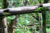 Трубы из бамбука — легкие, но недолговечные