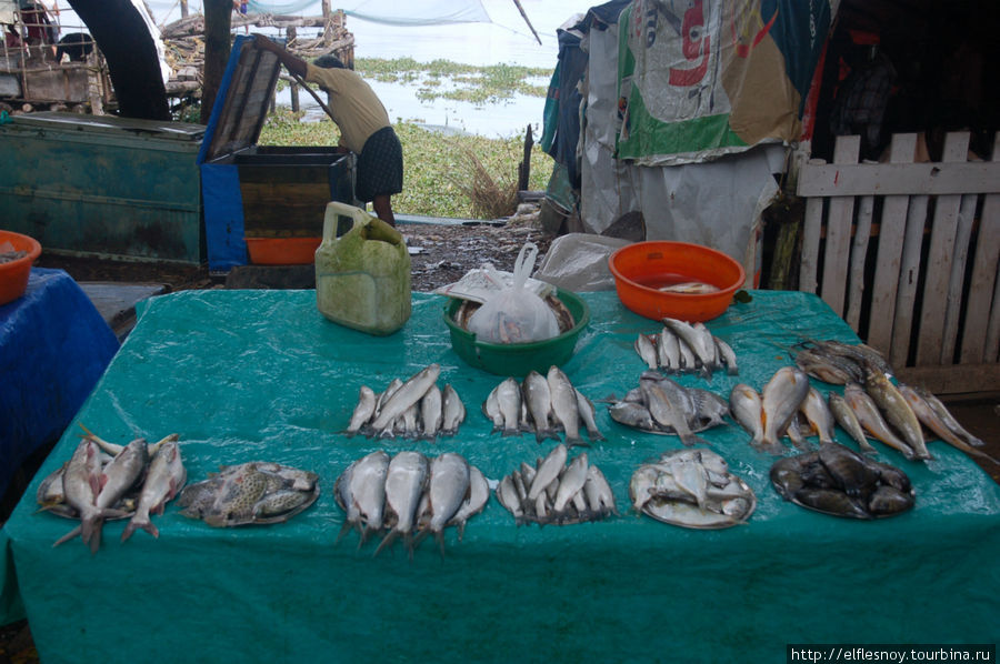 Самую мелкую рыбу продают сразу же после поимки. Делают это так — сваливают кучами и устраивают аукцион среди индийских хозяек, пришедших к открытию рынка. Они берут по несколько кило за раз, уж не знаю что можно сделать с несколькими килограммами мелкой рыбешки. А тут уже рыба крупная, сортовая. Кочи, Индия