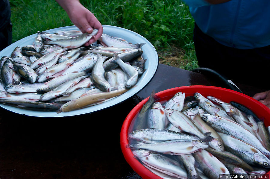 Рыбка готова для шашлыка Южная Осетия