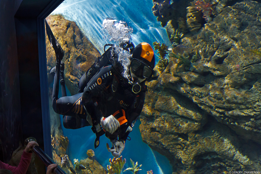 Внутри аквариумов плавают аквалангисты и чистят их изнутри. Они любят махать зрителям, вызывая восторг всех детей: