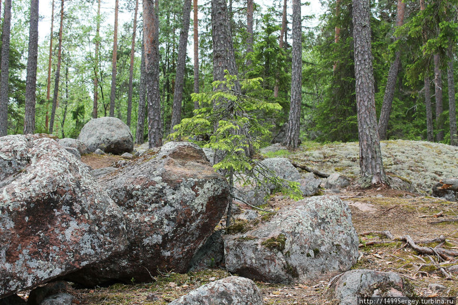 Парк Реповеси. Лисьей тропой через скалы, леса и озёра #2 Реповеси Национальный Парк, Финляндия