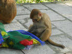 Позавидовали другие обезьяны, и оборвали молитвенные флажки.