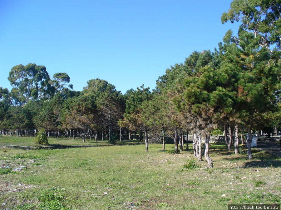 Роща пицундской сосны напротив здания администрации Президента Абхазии Роща пицундской сосны напротив здания администрации Президента Абхазии