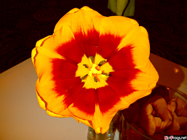 ☺A spring tulip