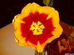 ☺A spring tulip