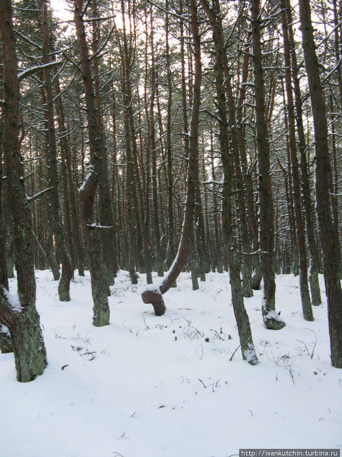 Танцующий лес Танцующий лес