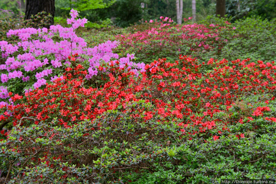 Рододенбремен! Бремен, Германия Рододенбремен! Бремен, Германия