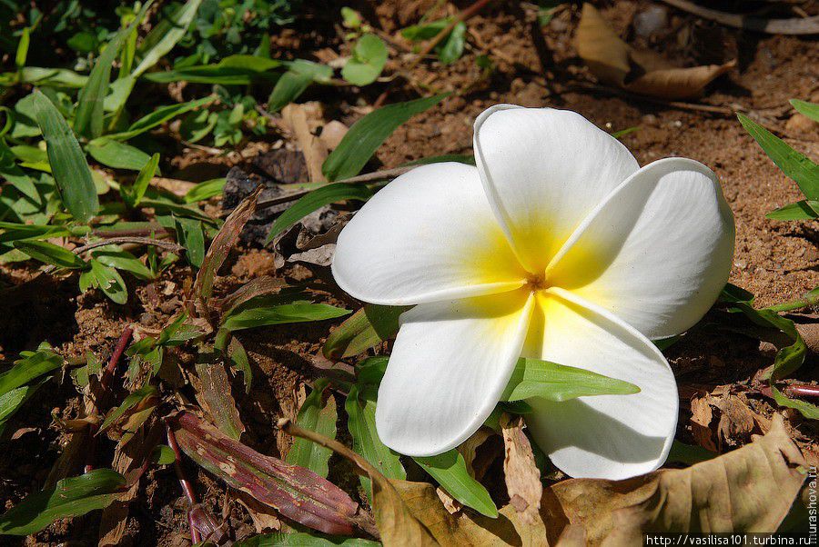 Королевский ботанический сад Перадении Перадения, Шри-Ланка Королевский ботанический сад Перадении Перадения, Шри-Ланка
