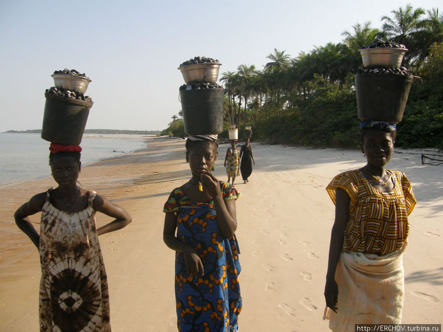 Красотки Верхней Гвинеи Гвинея-Бисау