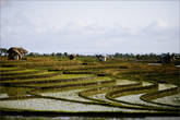 Рисовые плантации где-то по дороге в храму.