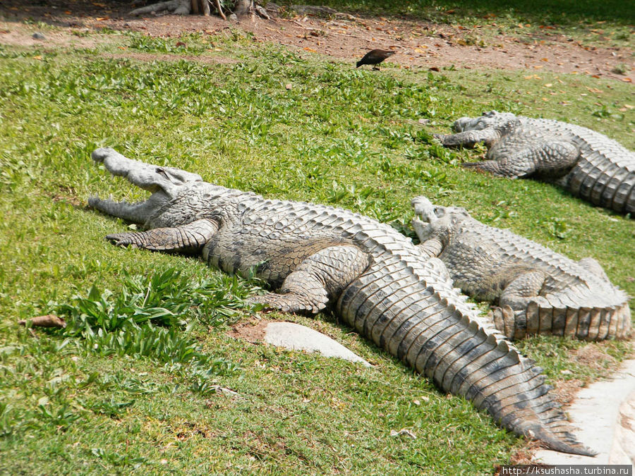 Горячие источники и крокодилы на берегу Кинерета