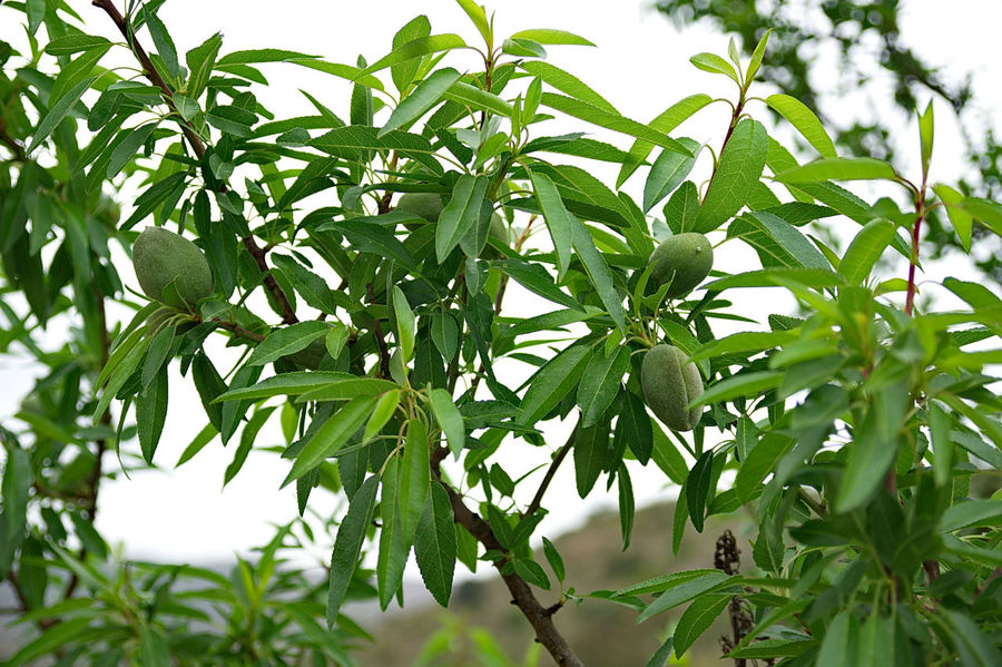 Миндаль Миндаль