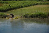 Абориген с котекой трудится на рисовом поле.