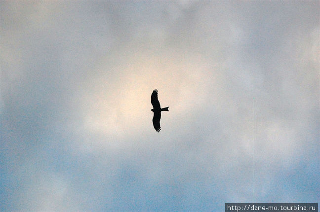 Орёл в небе Северная территория, Австралия