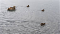 Вот такие пернатые моржи обитают в Лагуне.